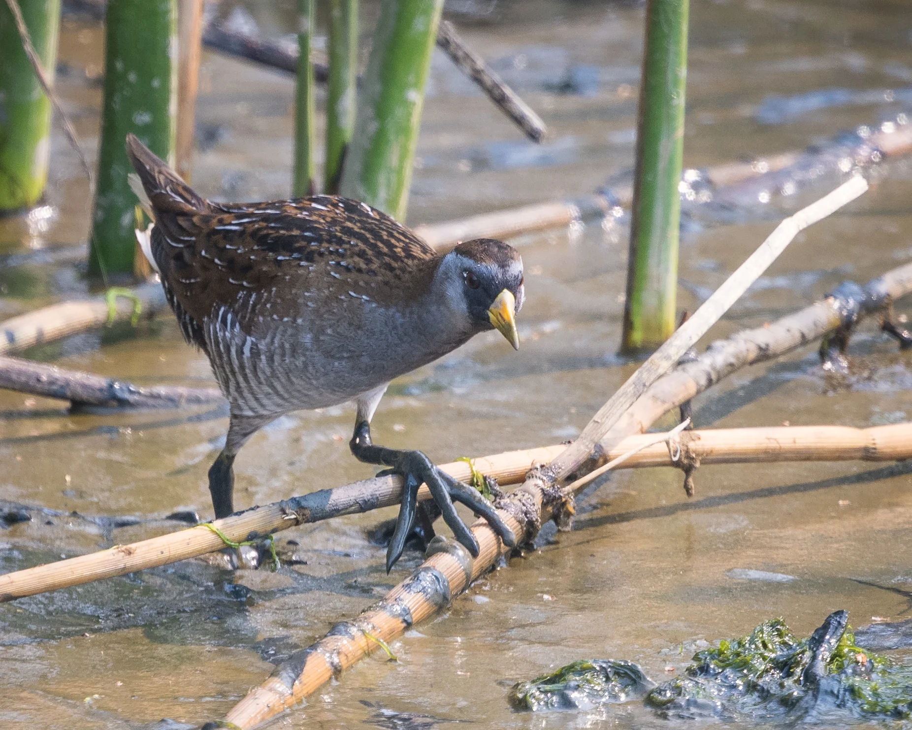Sora rail (check out its giant feet!). Photo by Becky Matsubara