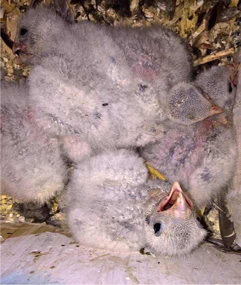 American kestrel chicks in the nestbox. These little ones are about 2 weeks old. Photo by Pat Ready