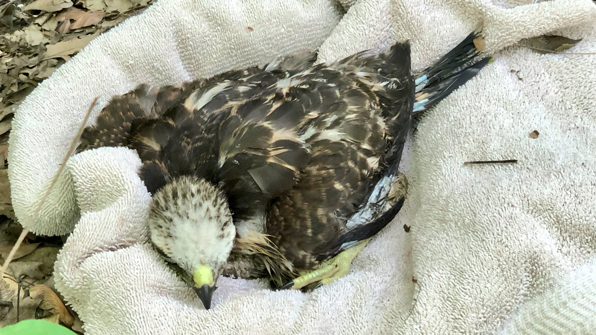 Red-shouldered hawk nestling recovering from a near drowning. Photo by Arlene Koziol