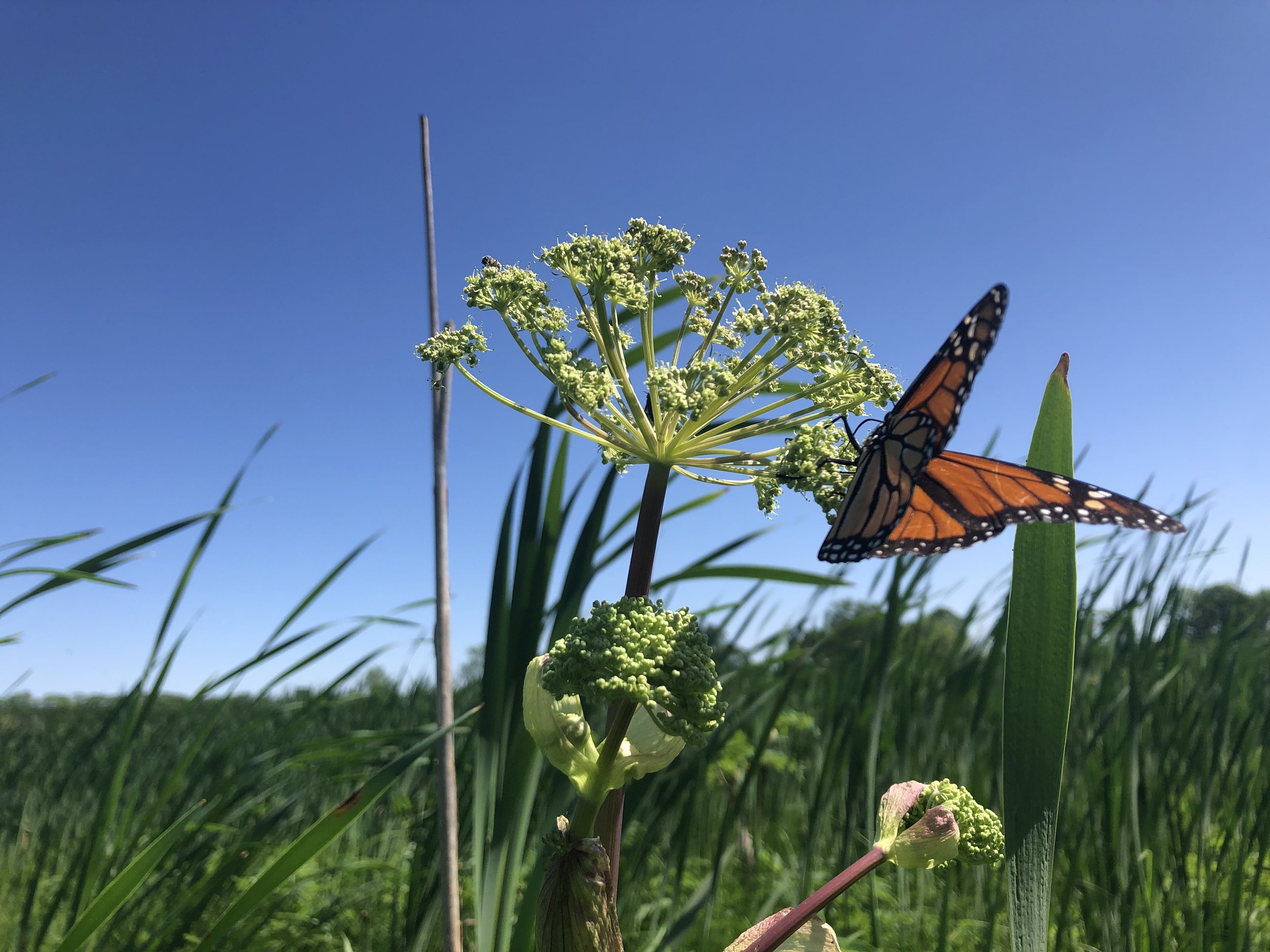 A Faville Grove wetland, complete with iconic flora and fauna! Photo by Drew Harry