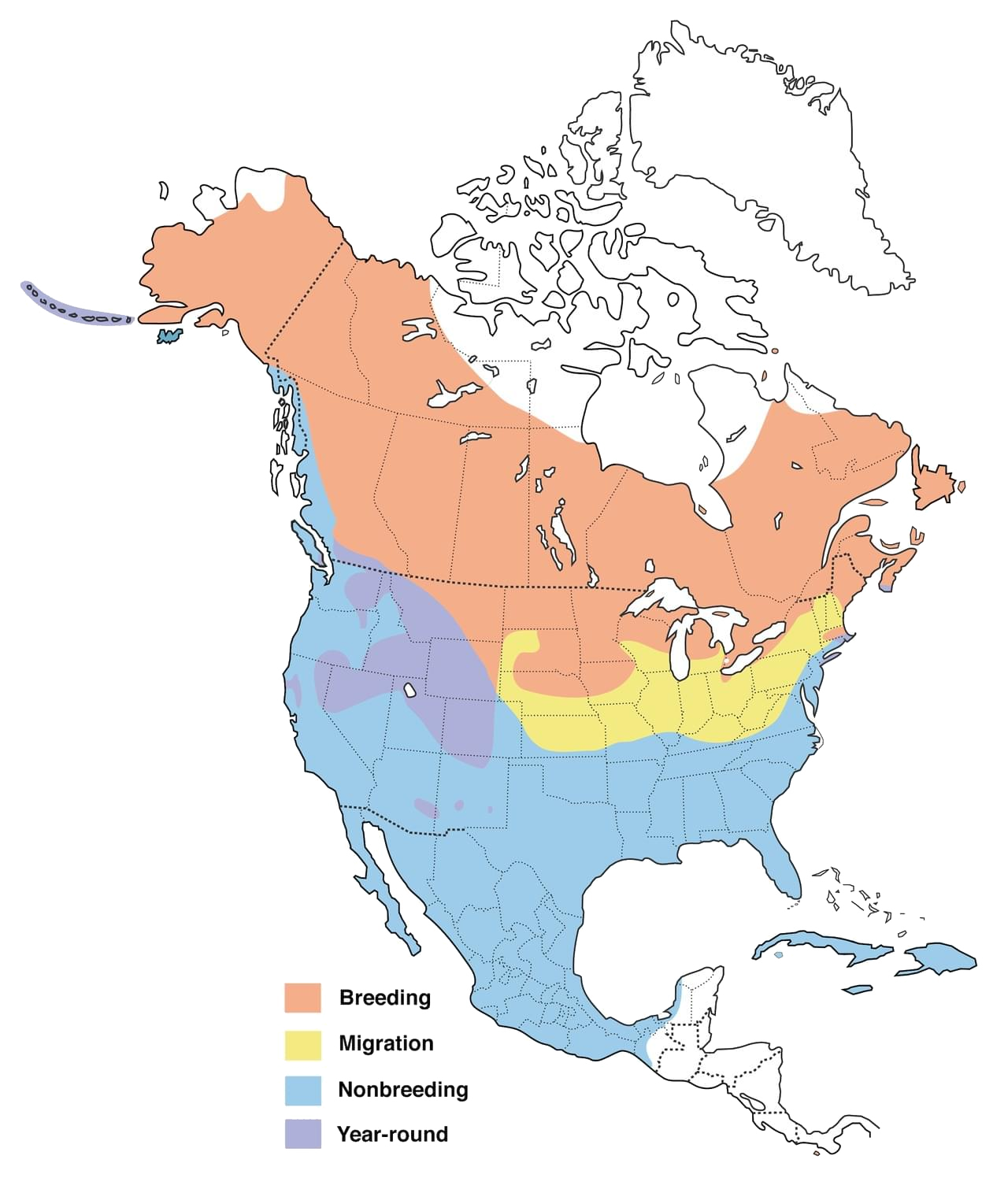 Green-winged teal range map, courtesy of Cornell Lab of Ornithology’s allaboutbirds.org