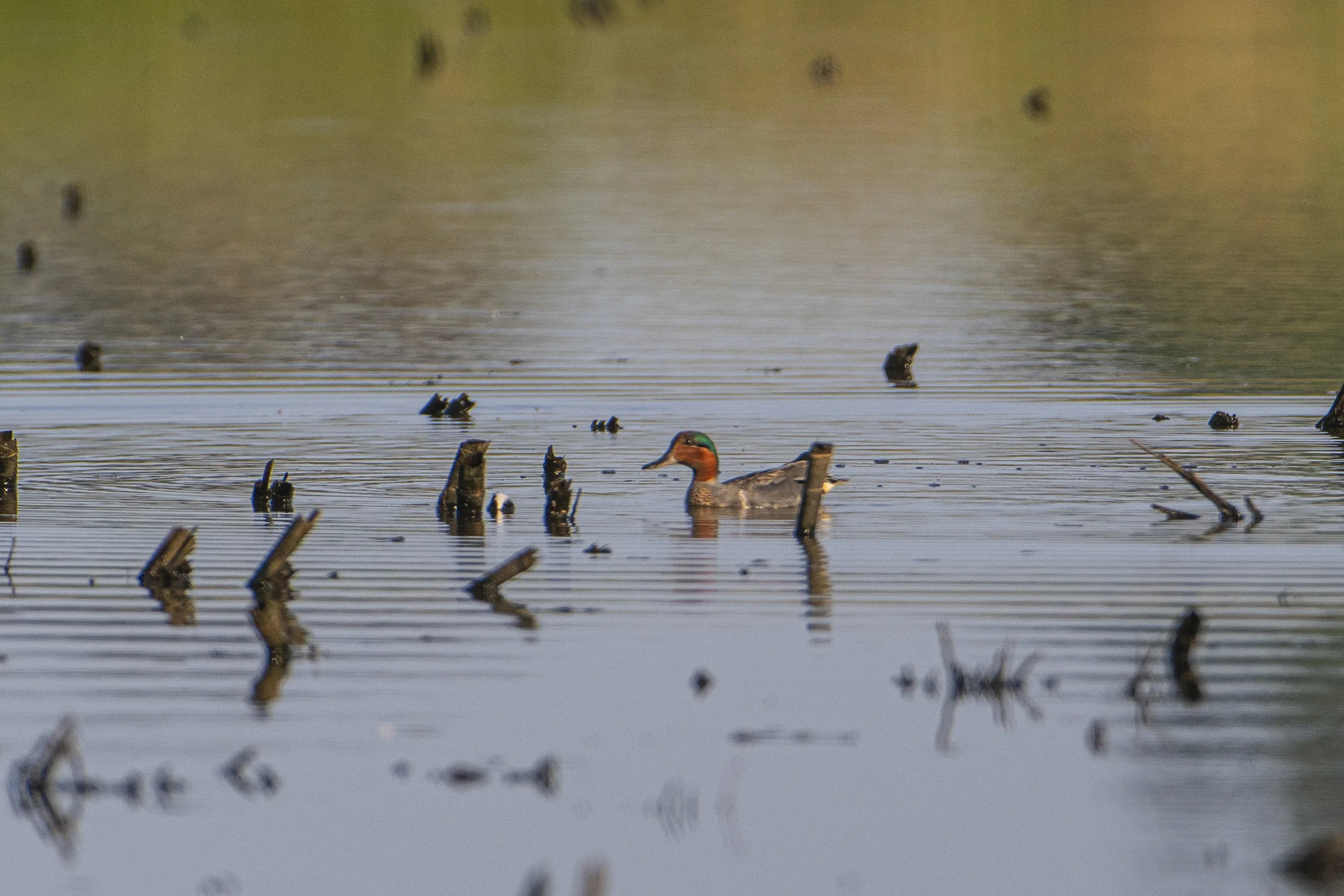 A green-winged teal male hangs out at Goose Pond, near the female and brood, an unusual behavior for this species. Photo by Richard Armstrong