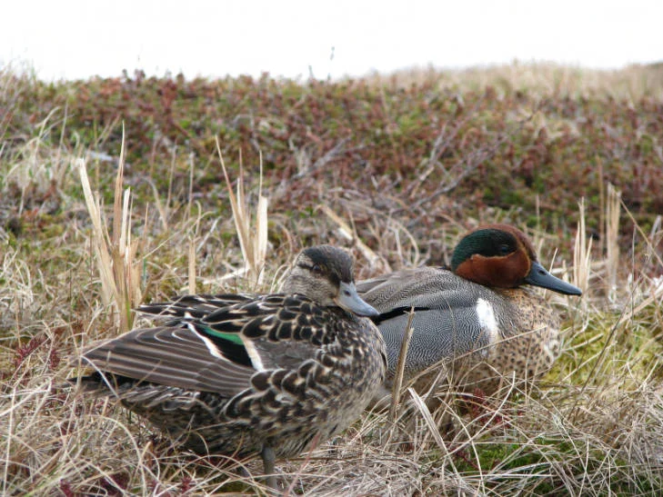 Female (left) and male (right) green-winged teal. Photo by USFWS