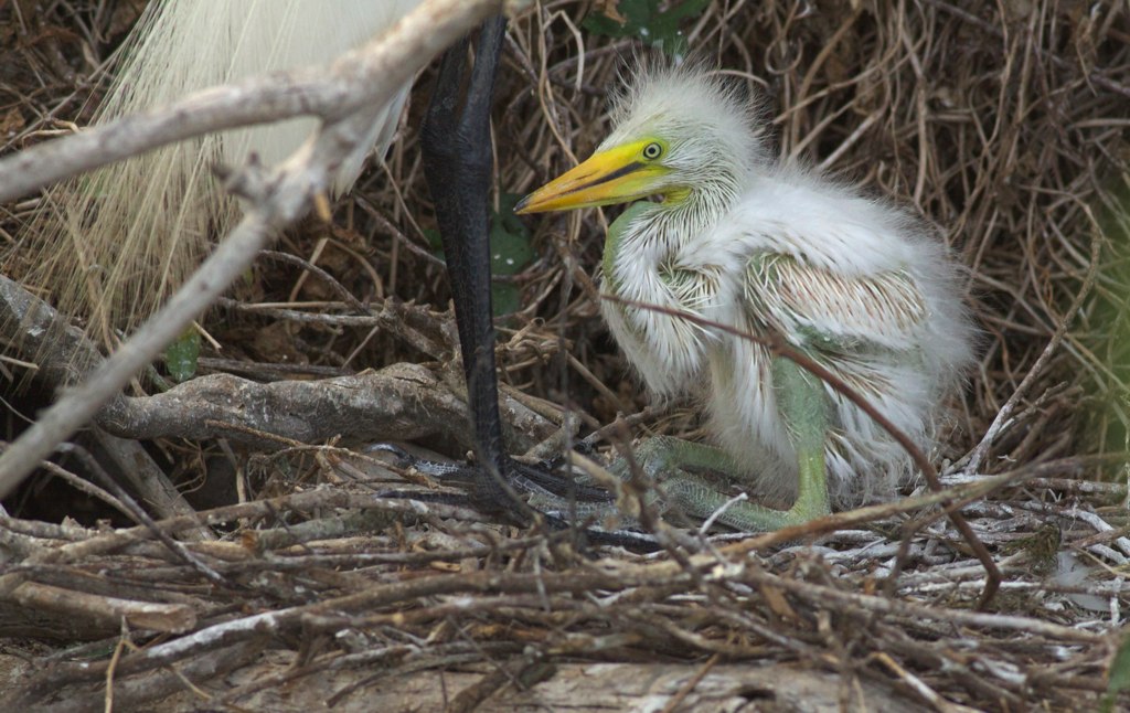 Great egret nestling, photo by Arlene Koziol
