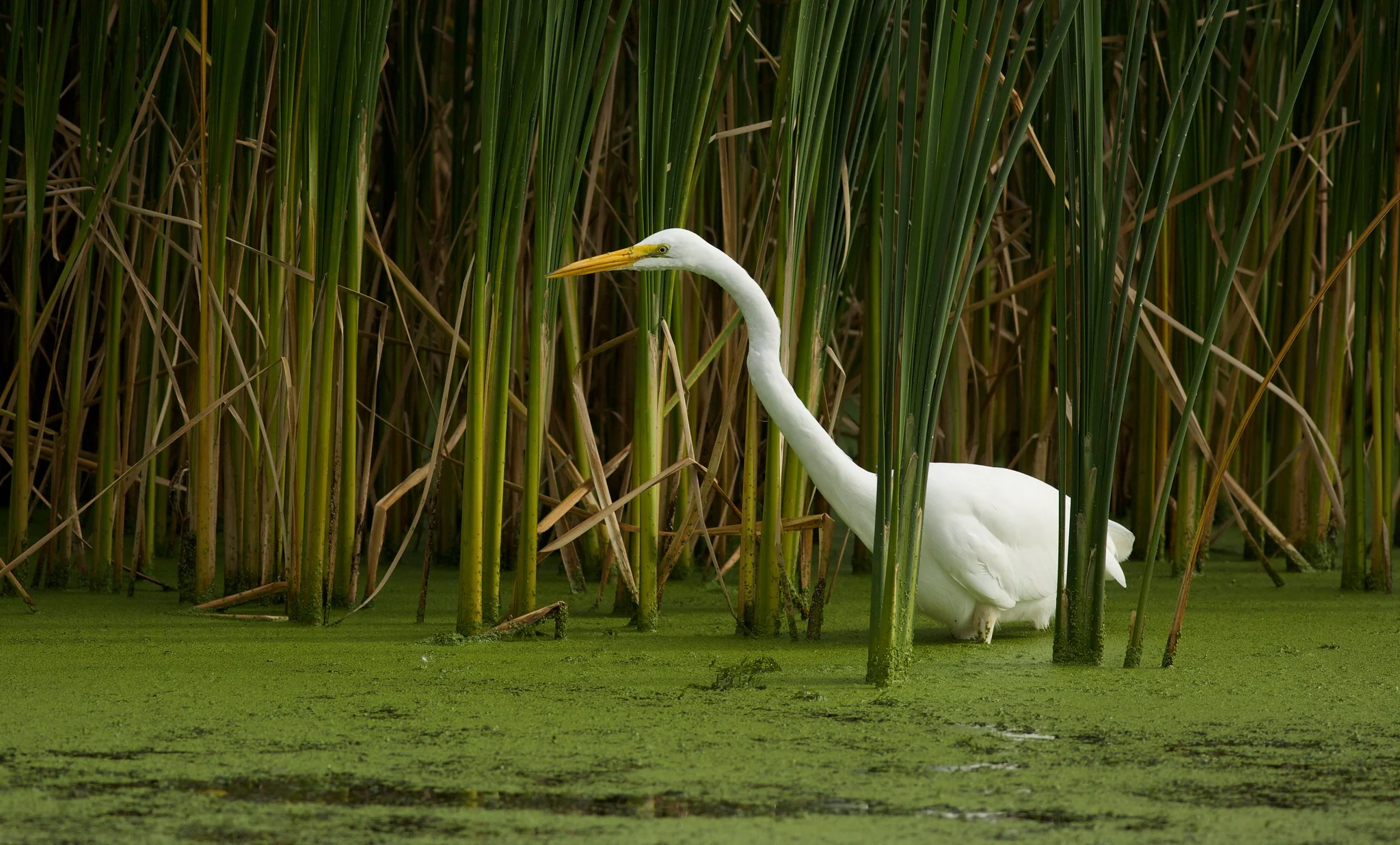 Great egret in the cattails, photo by Arlene Koziol