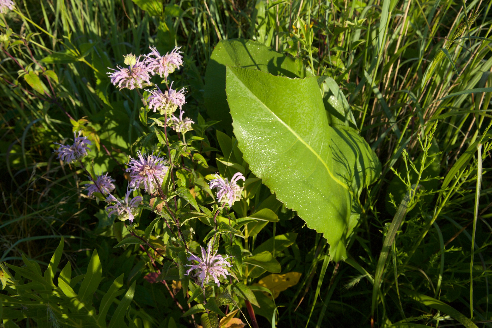 Bee balm are in full bloom at Goose Pond Sanctuary. Photo by Arlene Koziol