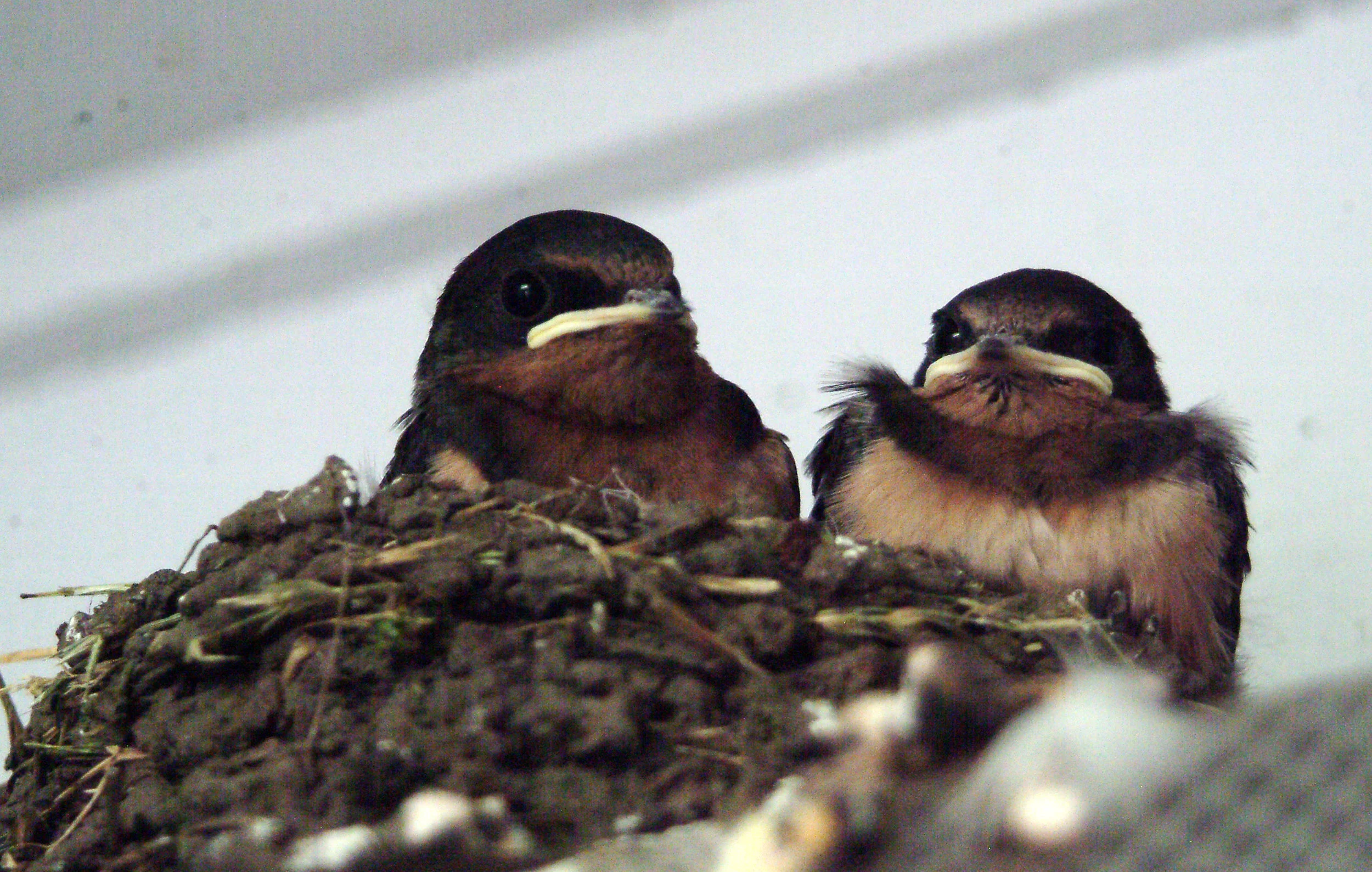Barn swallow chicks, photo by Whitney H