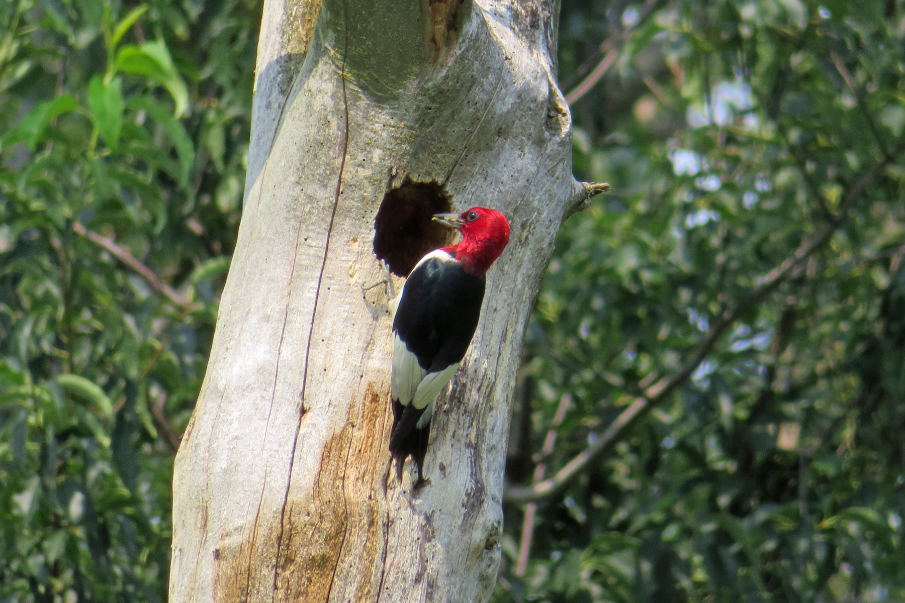 Red-headed woodpecker, confirmed after three tries! Photo by Mark Martin