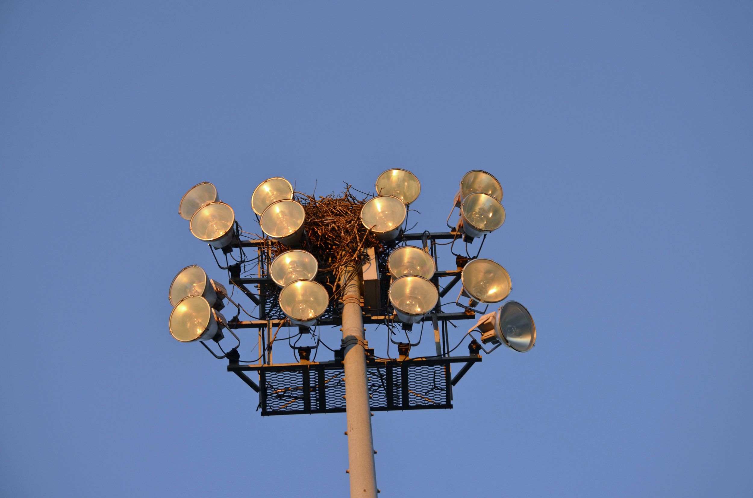 Osprey nesting on the lights at the Pardeeville High School athletic field. Photo by Mark Martin