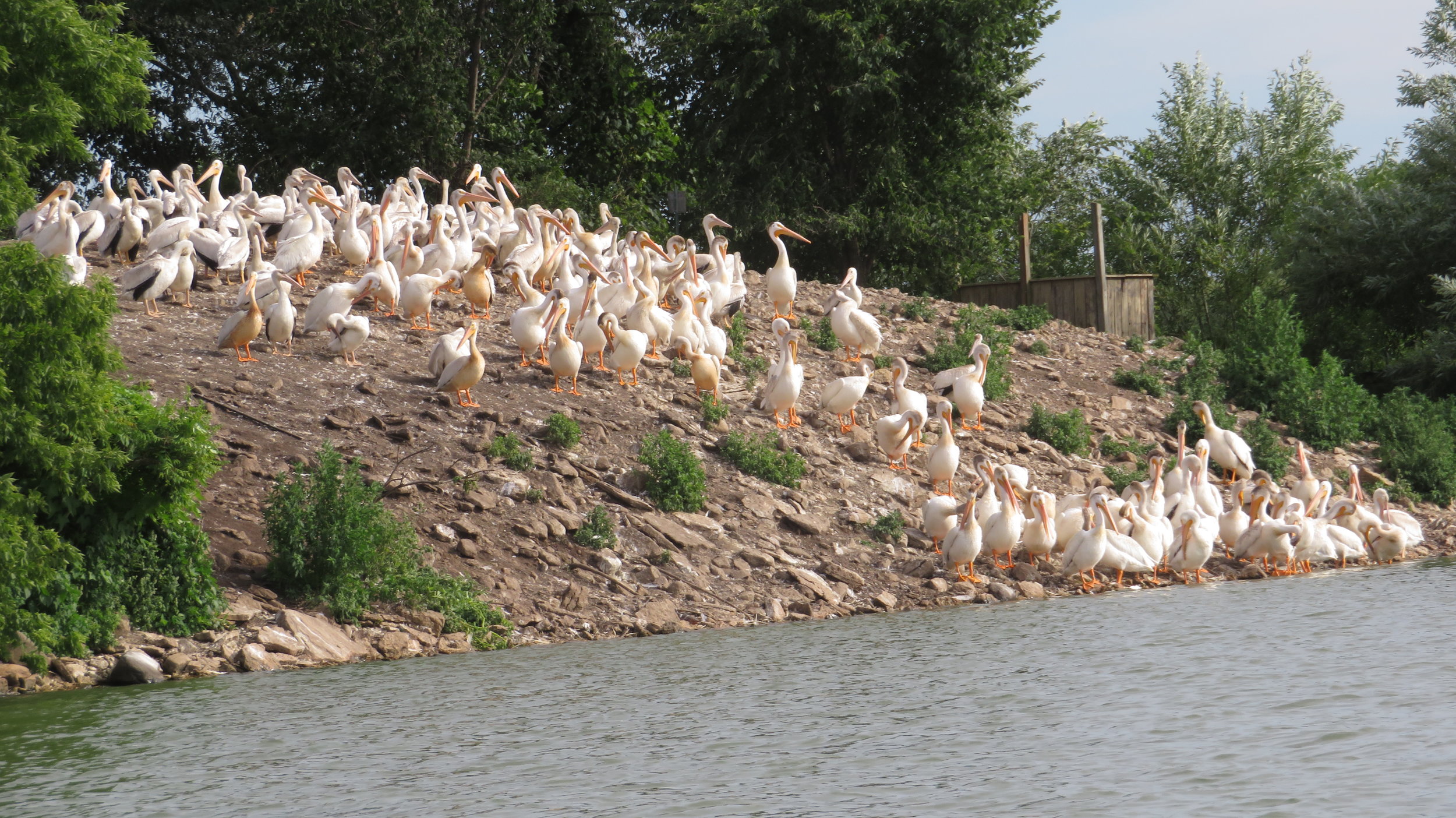 Young pelicans on High Island. Photo by Mark Martin