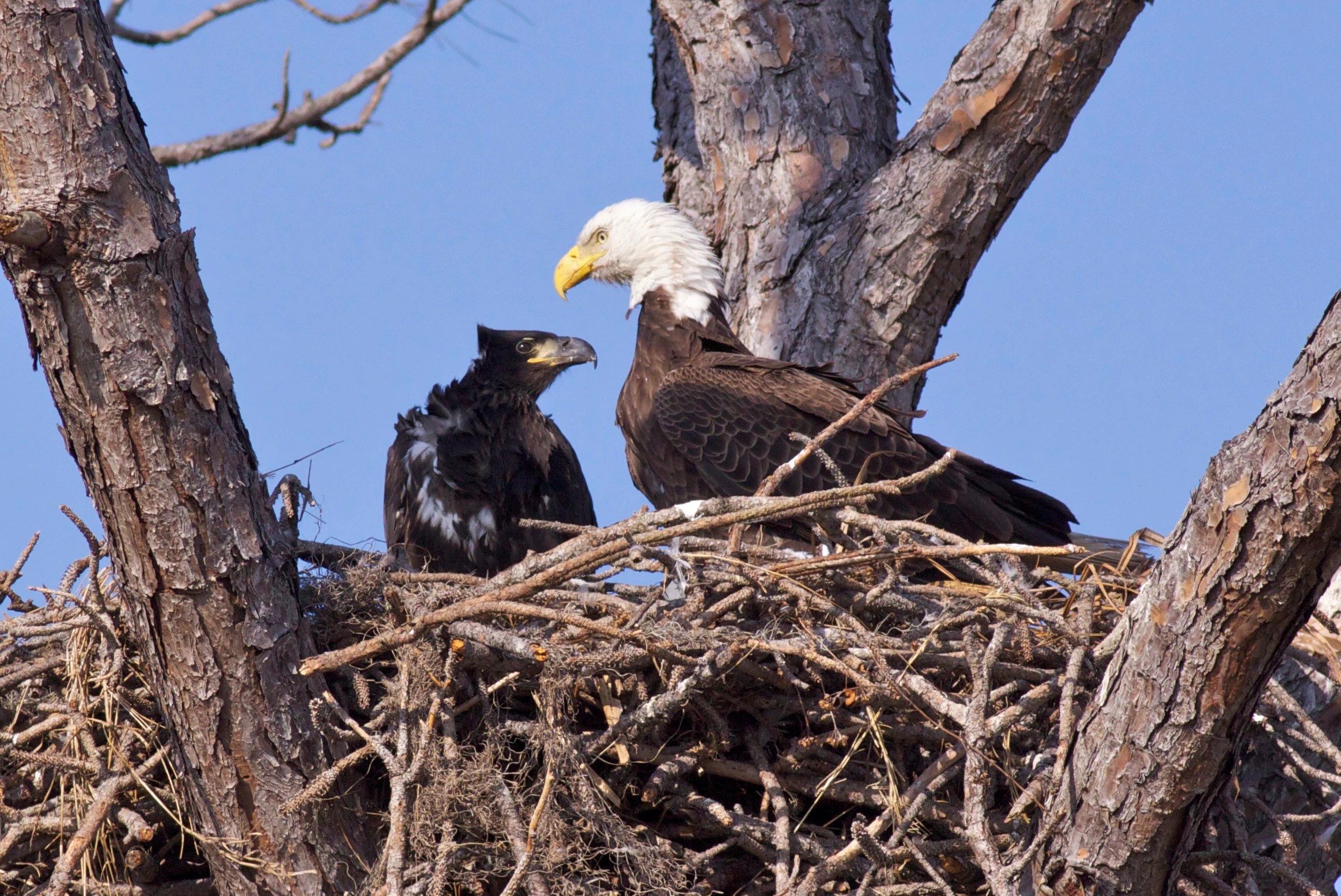 Breeding Bird Atlas II – Thanks for The Memories