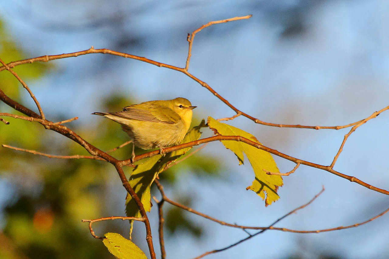 Tennessee warbler, photo by Jeff Bryant