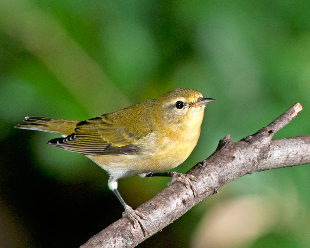 Tennessee warbler, photo by Russ Wigh