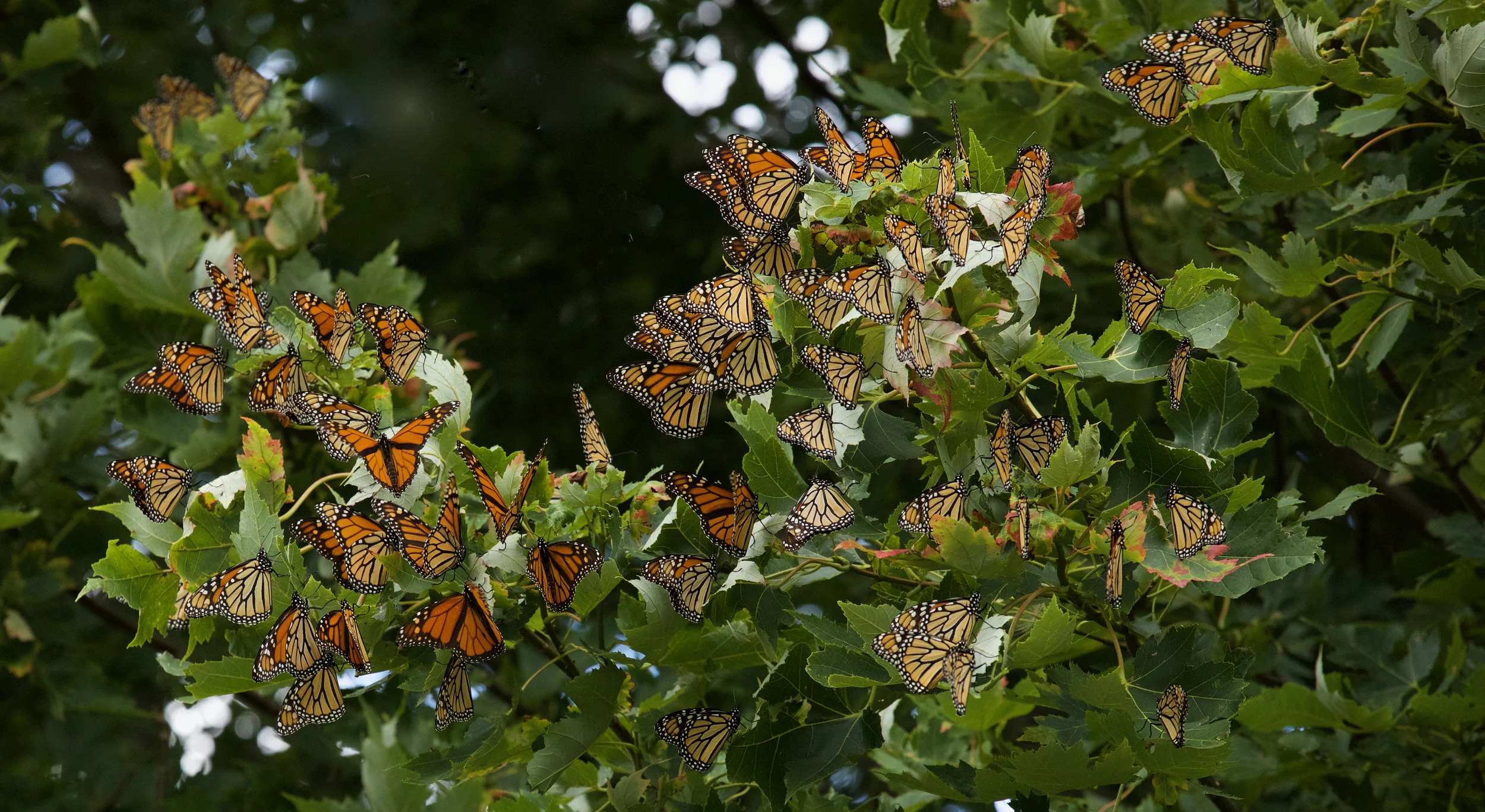 Monarch Mania