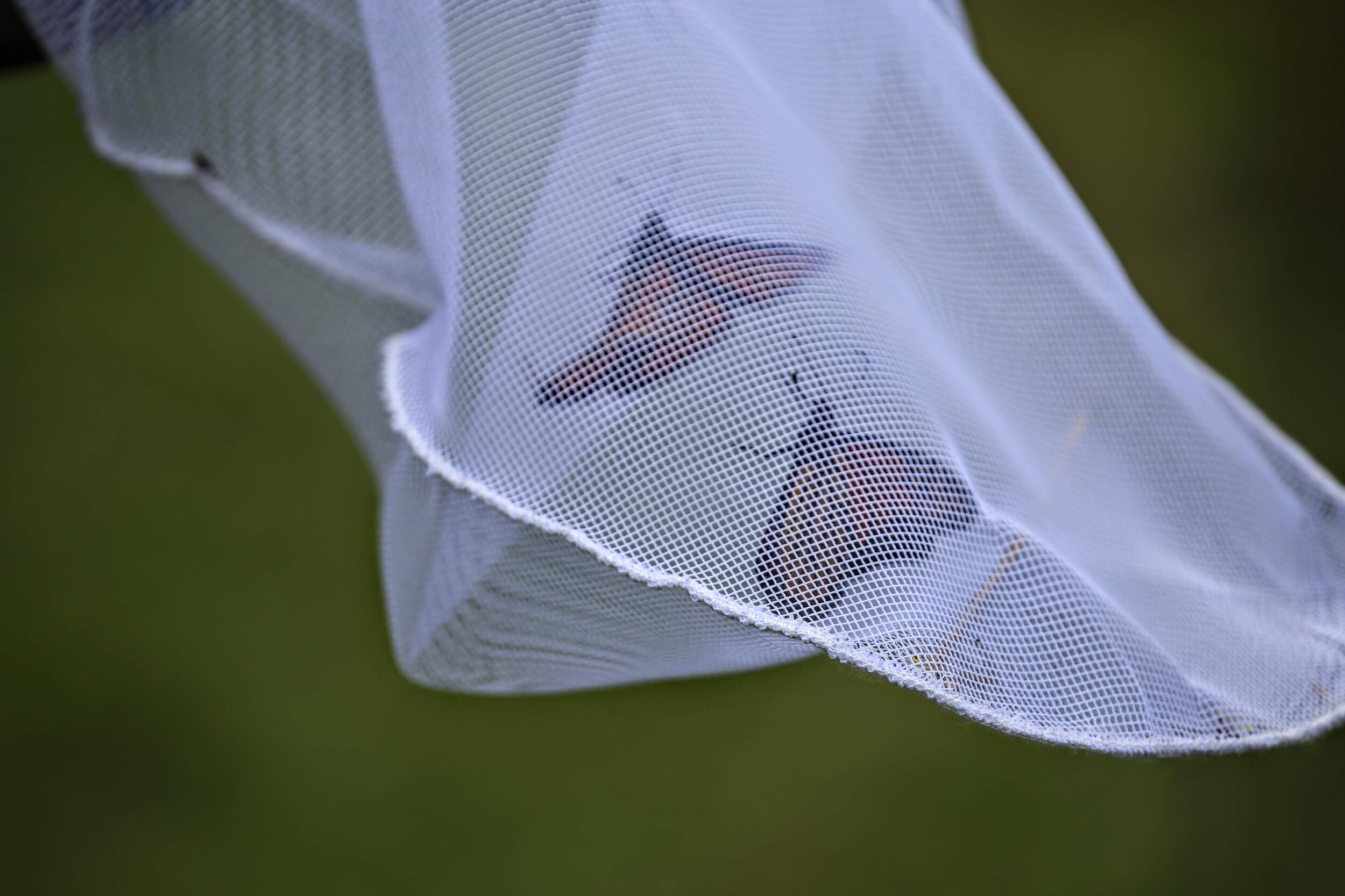 Monarchs in a net will be carefully extracted and tagged with a unique identifier sticker. Photo by Ruth Smith
