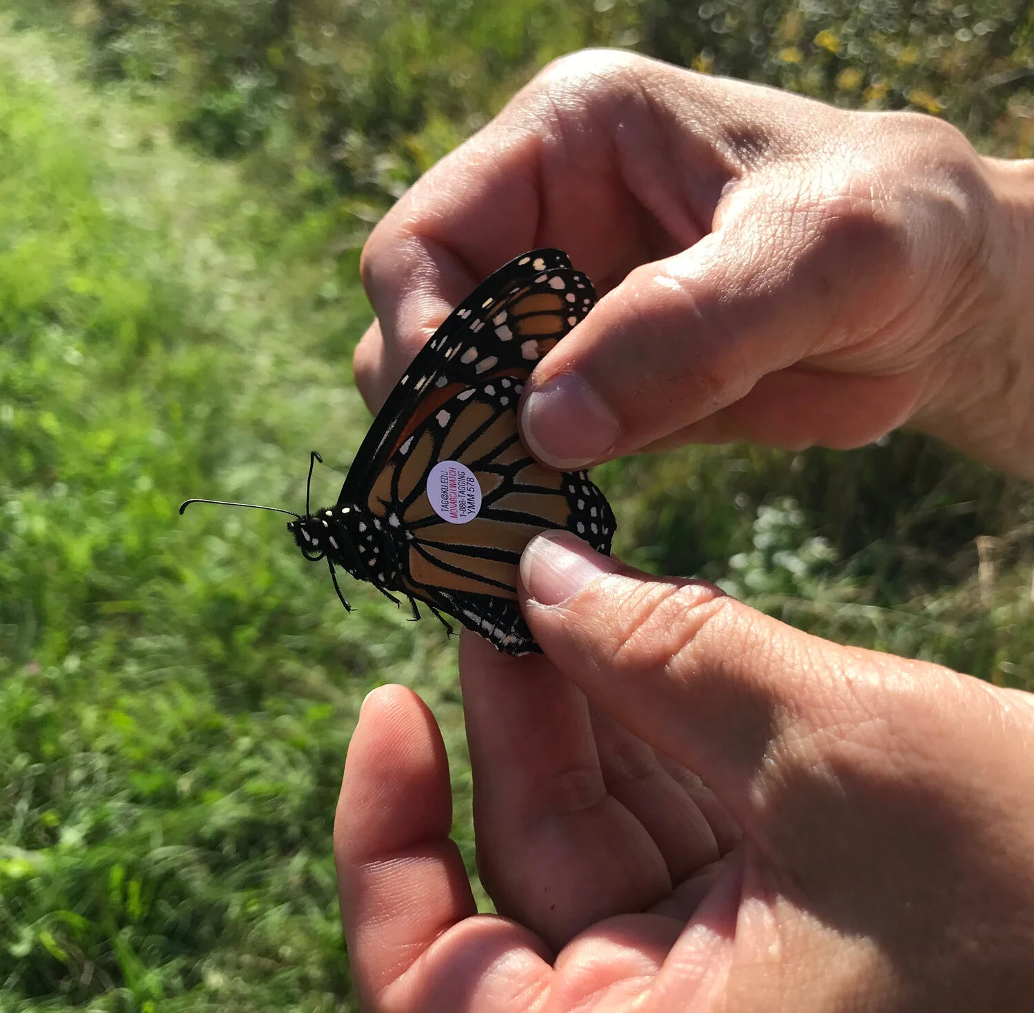 A monarch with a tag will continue its journey to Mexico. Photo by Madison Audubon