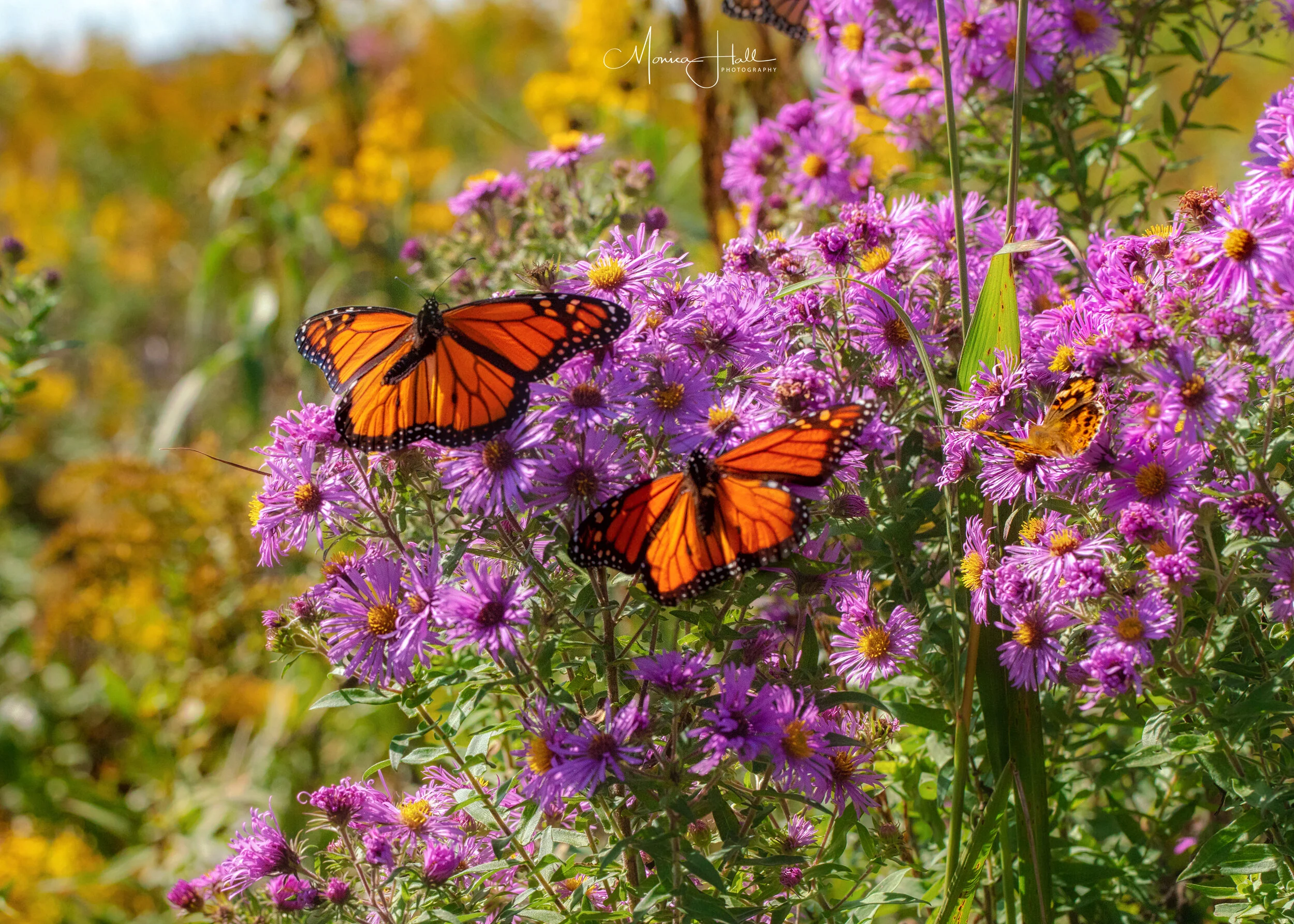 Monarchs on New England aster, photo by Monica Hall