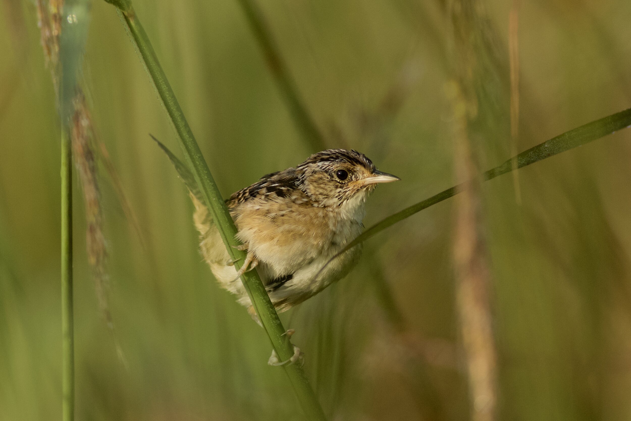 Sedge wren, photo by Arlene Koziol