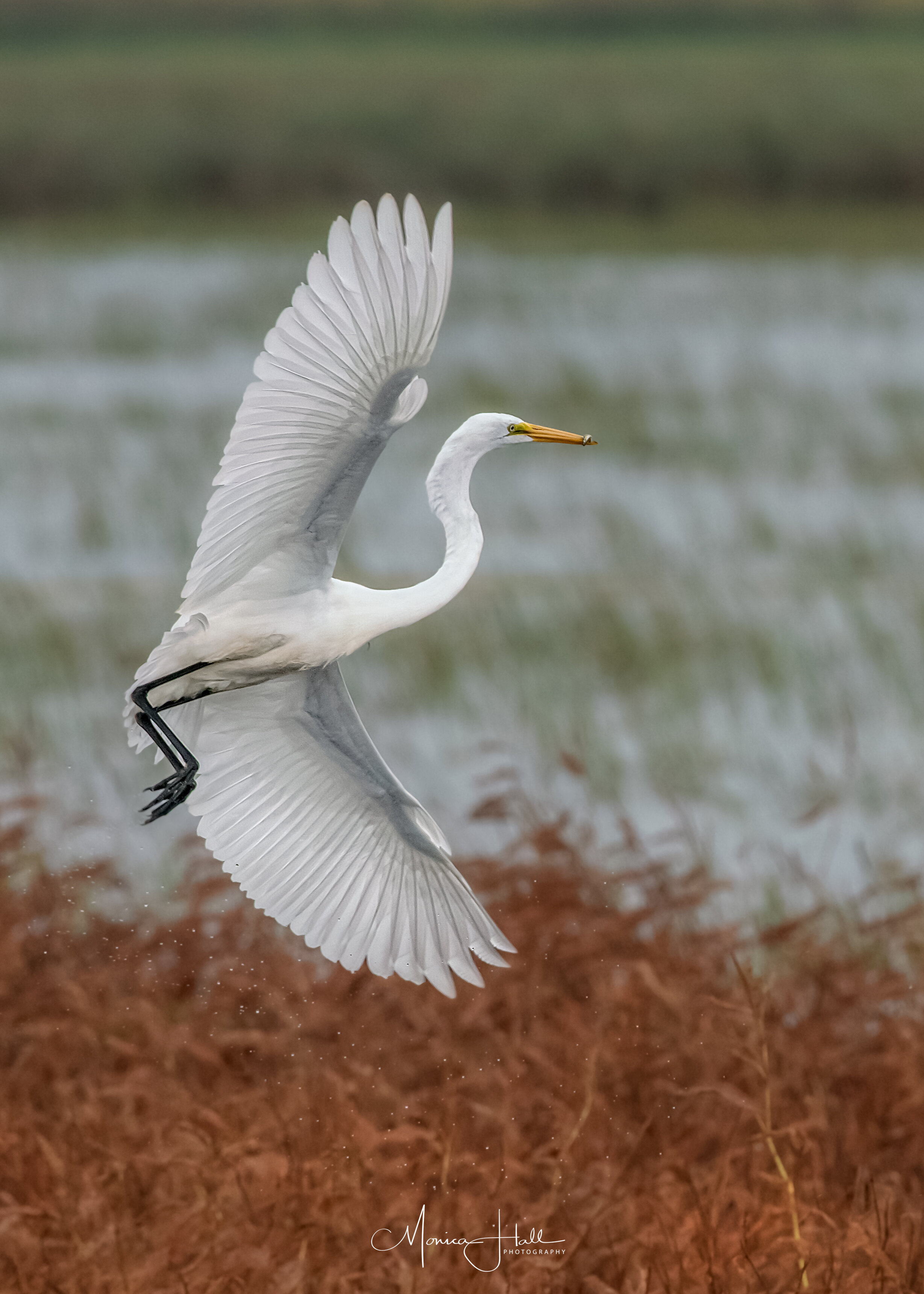 Great egret, photo by Monica Hall