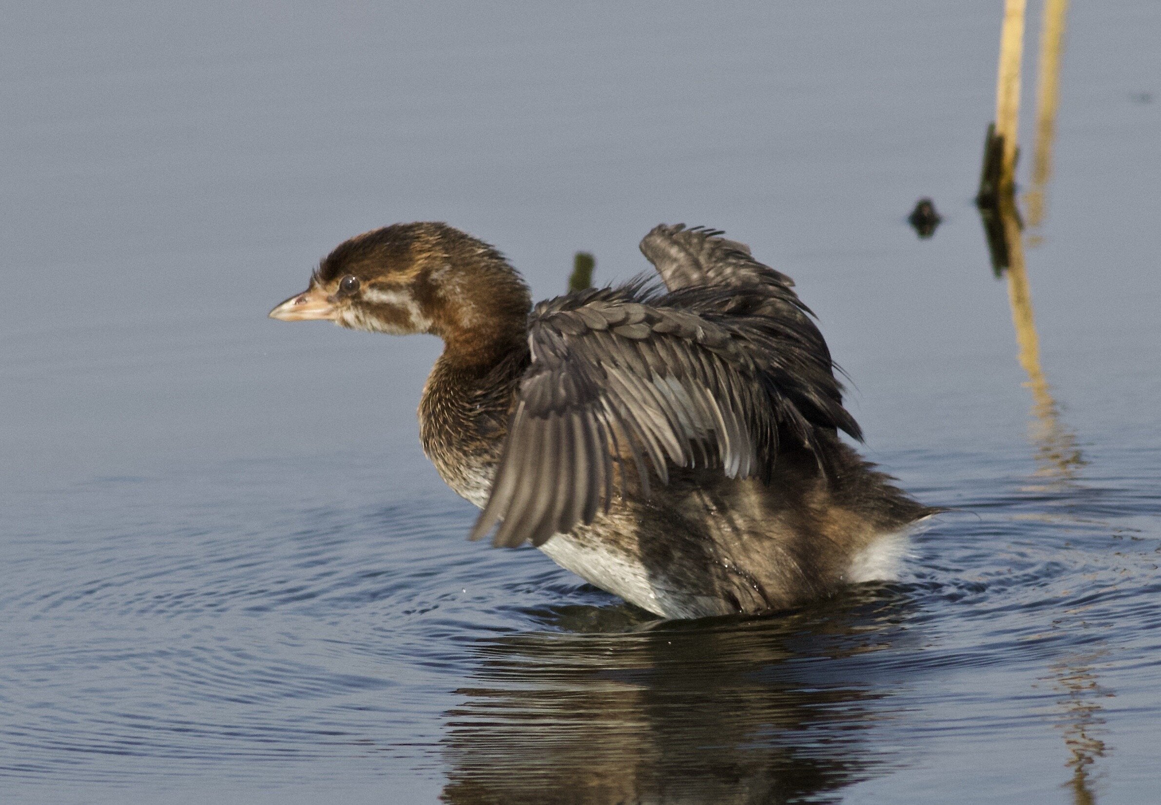 Pied-billed grebe, photo by Arlene Koziol