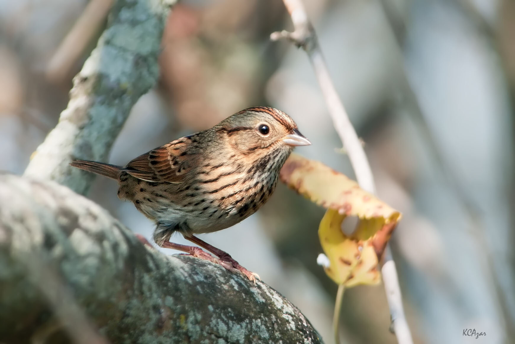 Lincoln’s sparrow, photo by Kelly Colgan Azar