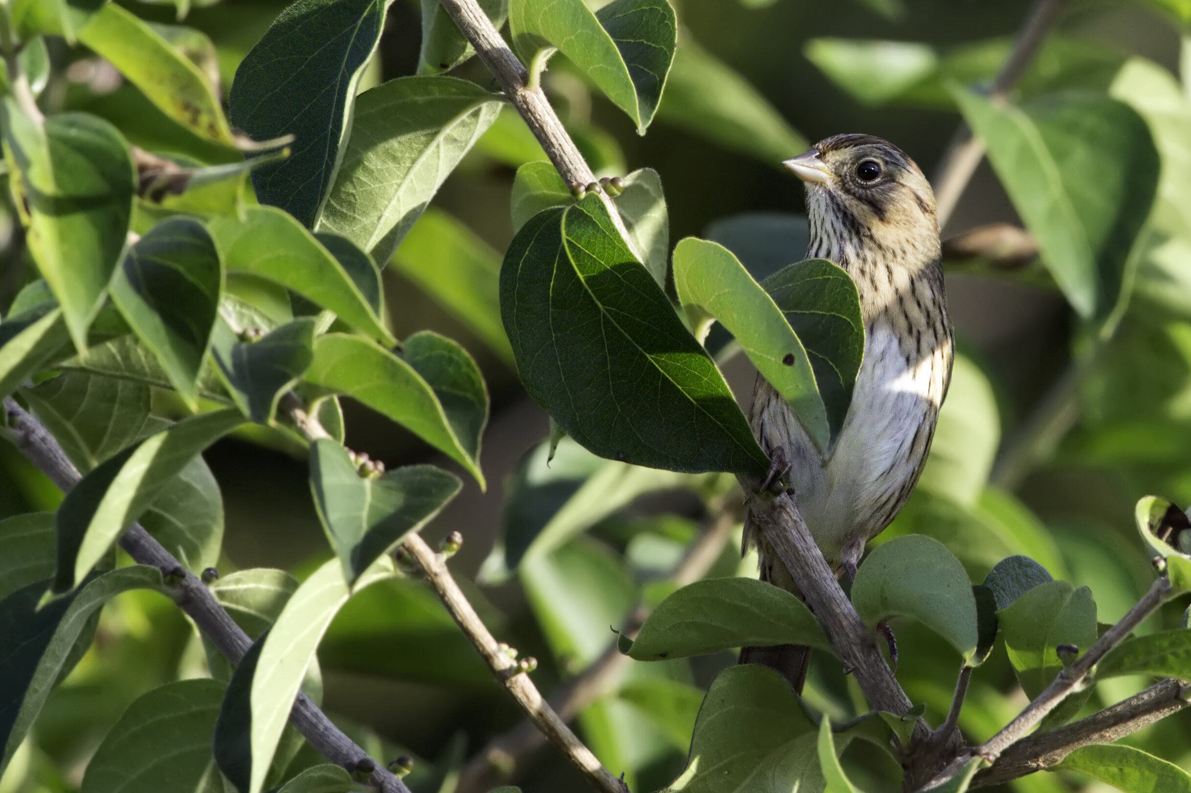 Lincoln’s sparrow, photo by Kelly Colgan Azar