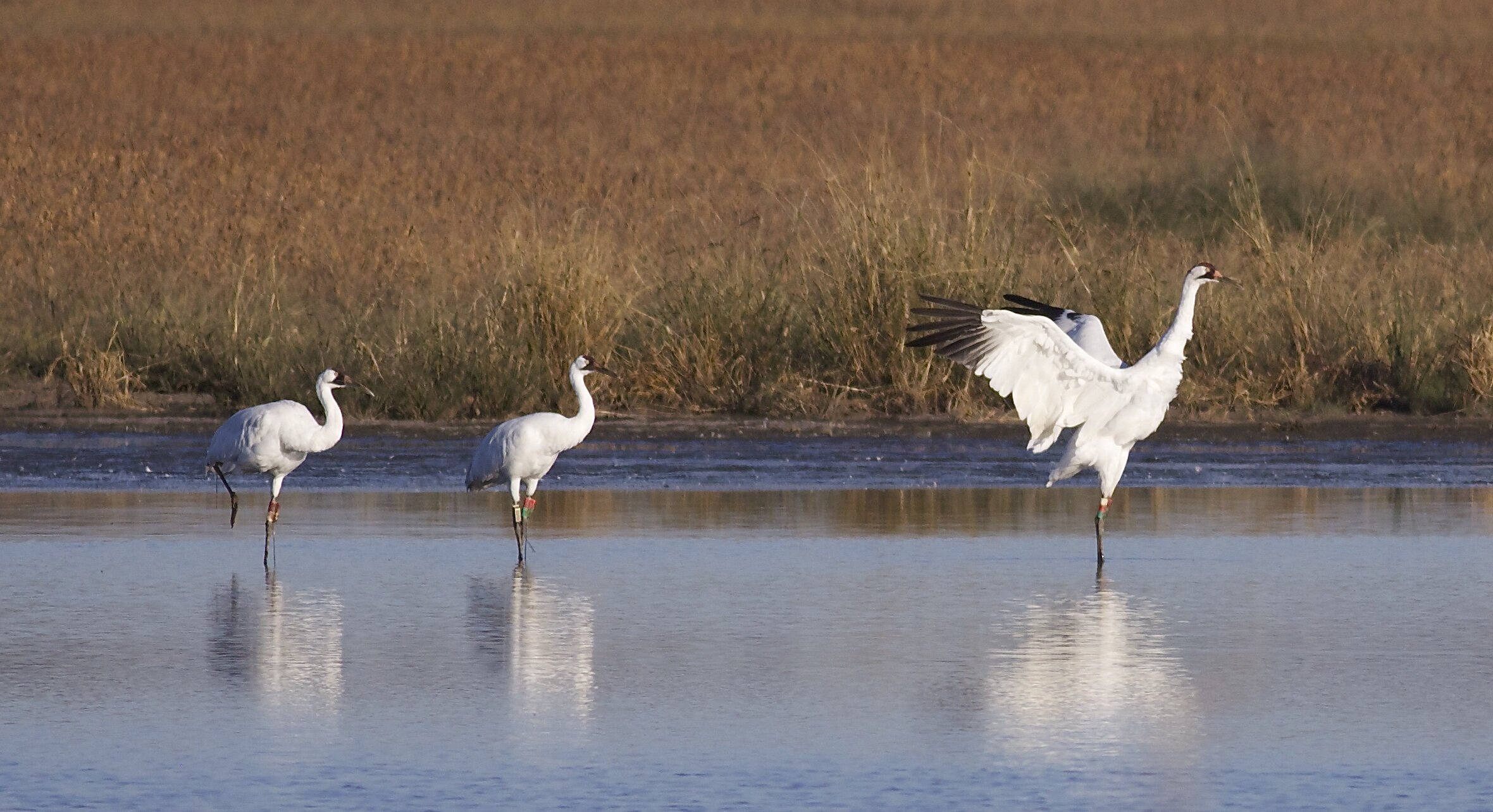 Three whooping cranes stand in the shallows. Photo by Arlene Koziol, taken in 2014