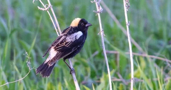 A bobolink sits in a grassland, perching on a dried flower stalk. Its backwards tuxedo and straw-colored hat plumage are clearly visible. Photo by Rick Kelley
