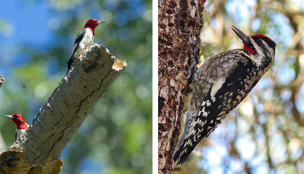 On the left, two red-headed woodpeckers look out from a dead tree branch, their red heads striking in the sunlight. Photo by Arlene Koziol. Right, a yellow-bellied sapsucker perches vertically on a tree, ready to drill. Photo by Tom Benson
