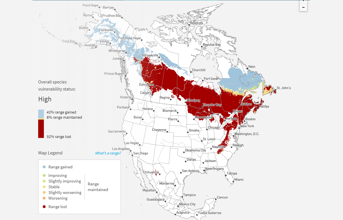 This map from Audubon’s Survival by Degrees website shows the blue-headed vireos habitat loss and gain in North America, under a 3 degree warming scenario. Provided by National Audubon Society.