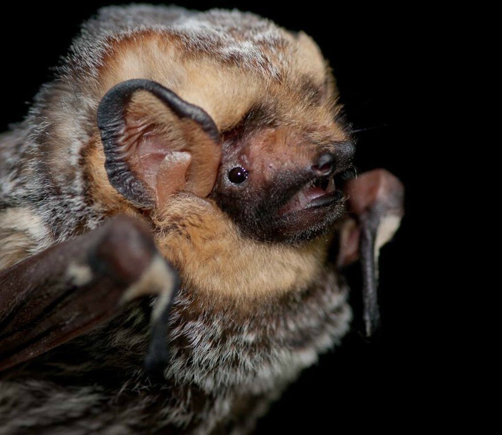 Not-So-Spooky Bats — Madison Audubon