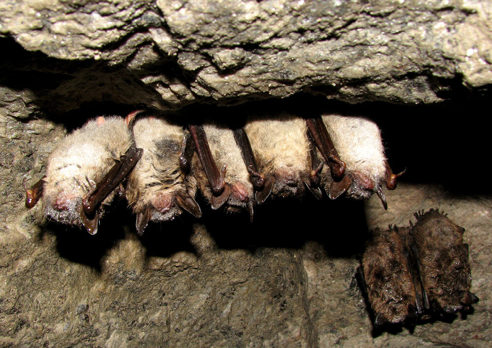 Little brown bats in a hibernaculum. Photo by Petroglyph FCC