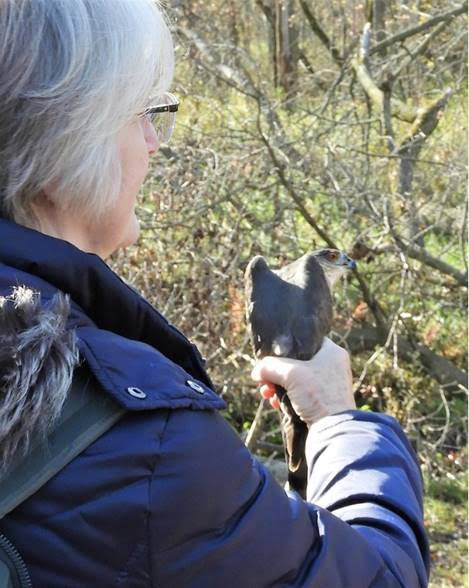 Sharon Weisenberger holding a sharp-shinned hawk. Photo by Dory Owen