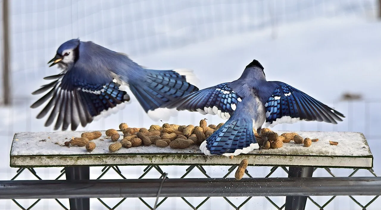 Blue Jay Madison Audubon