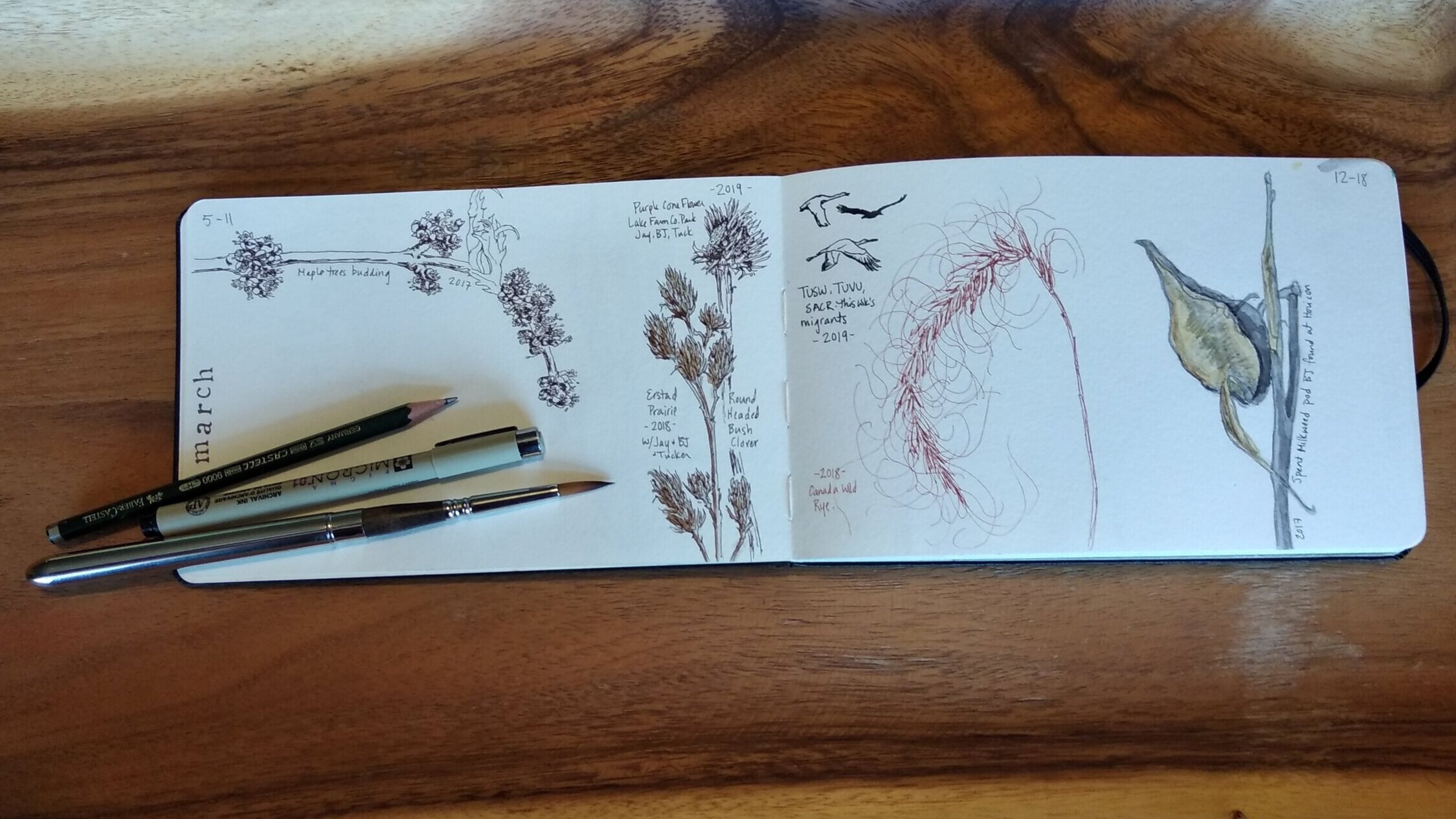 A phenology sketchbook or journal is a gratifying way to take note of what’s happening around you! Artwork by Carolyn Byers