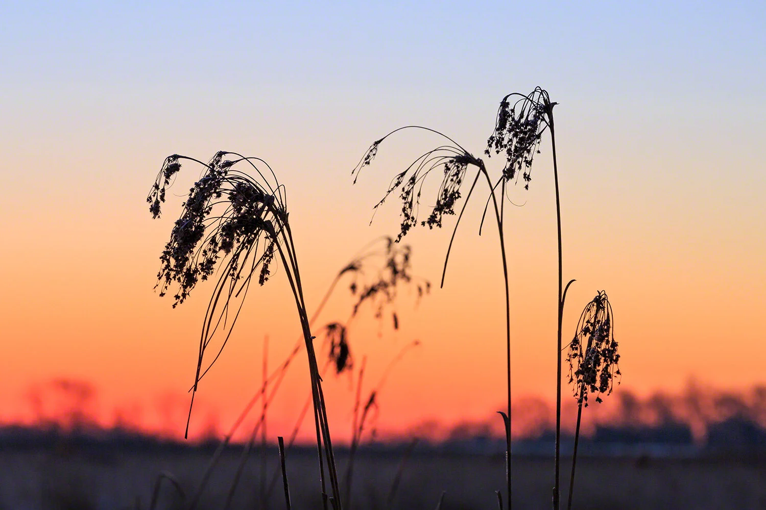 Resolve to be more nature-minded in 2020