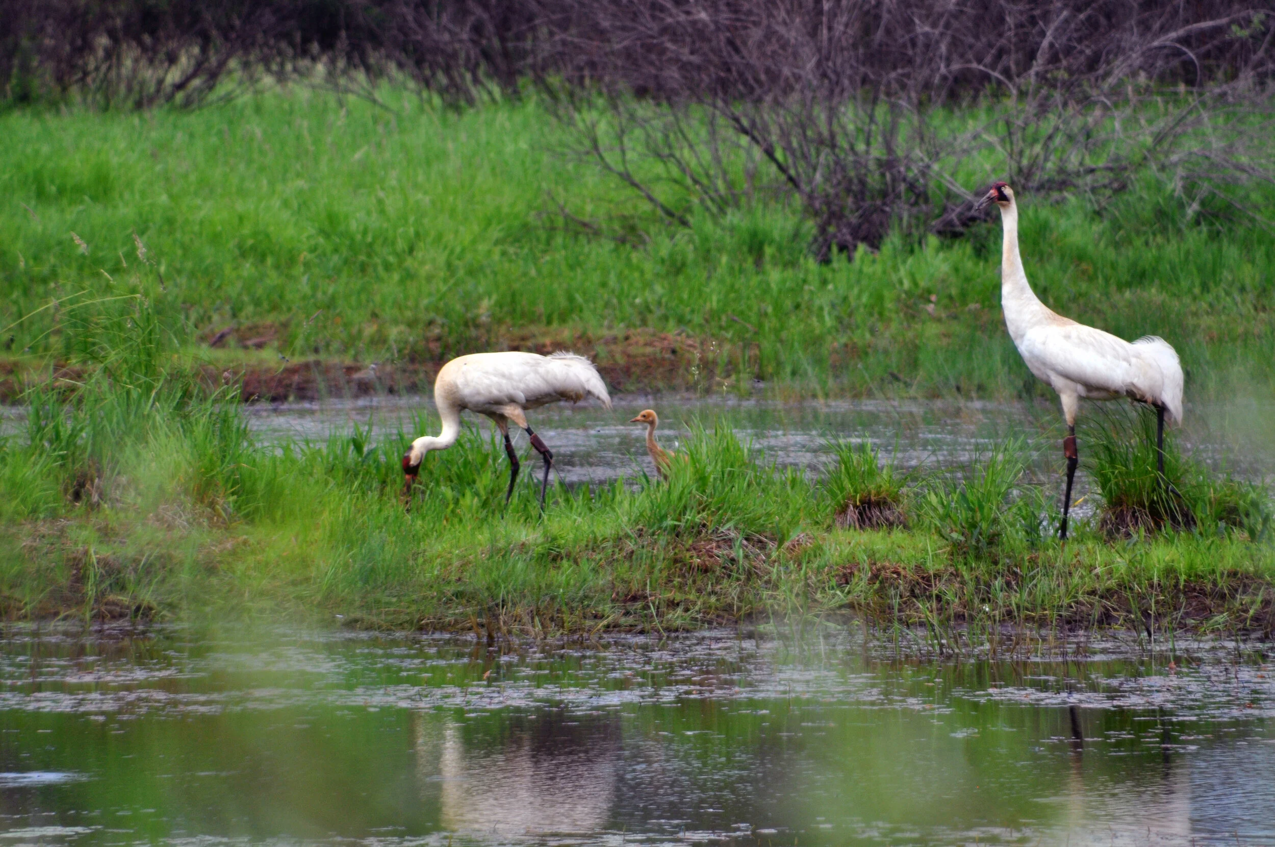 Whooping Crane — Madison Audubon