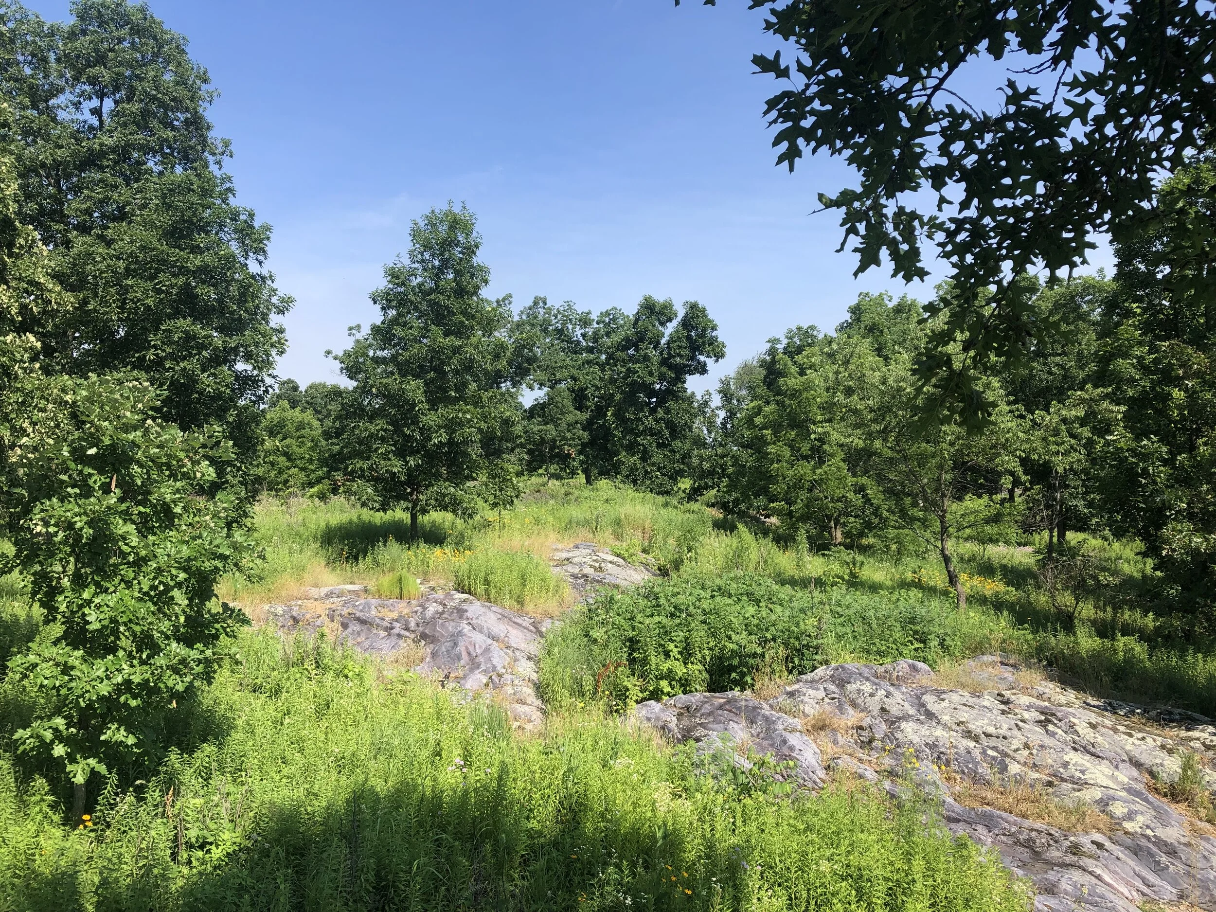 CANCELED: Geology of Faville Grove