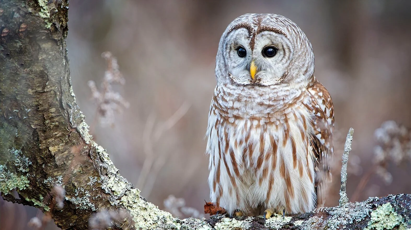 Owl Prowl: Picnic Point (FULL)