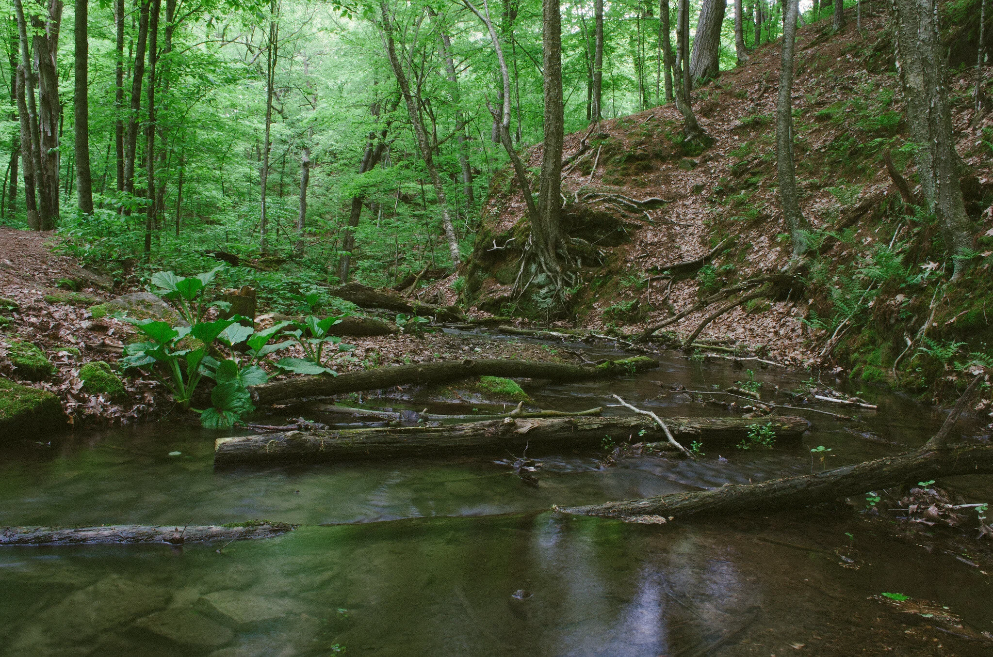 Evening Songscape Walk (FULL)