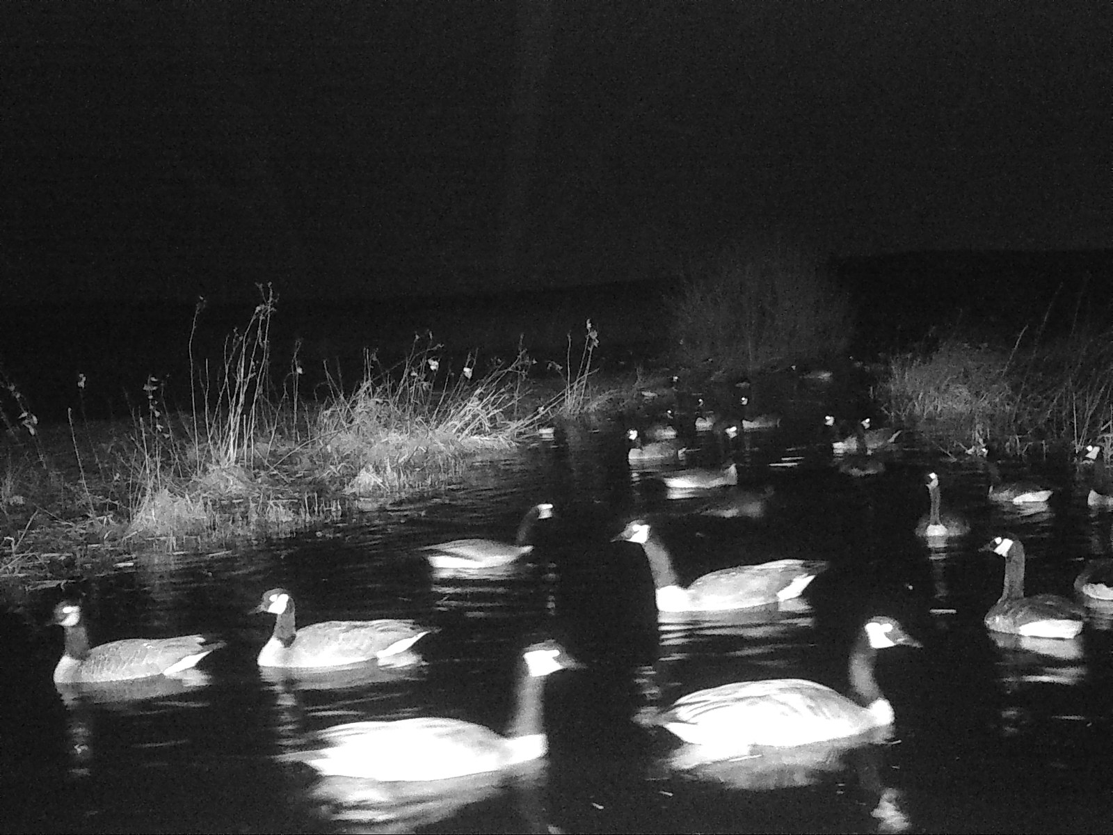 Canada geese at night
