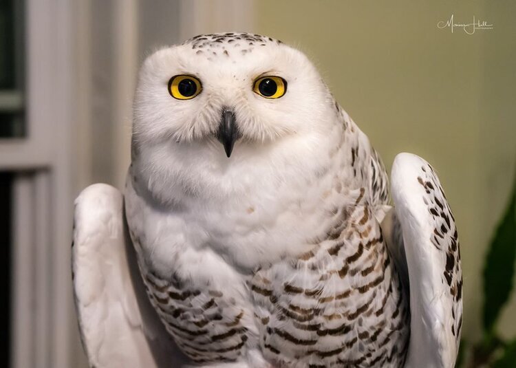 Snowy owls: Update on Columbia & Welcome to Fond du Lac — BBA