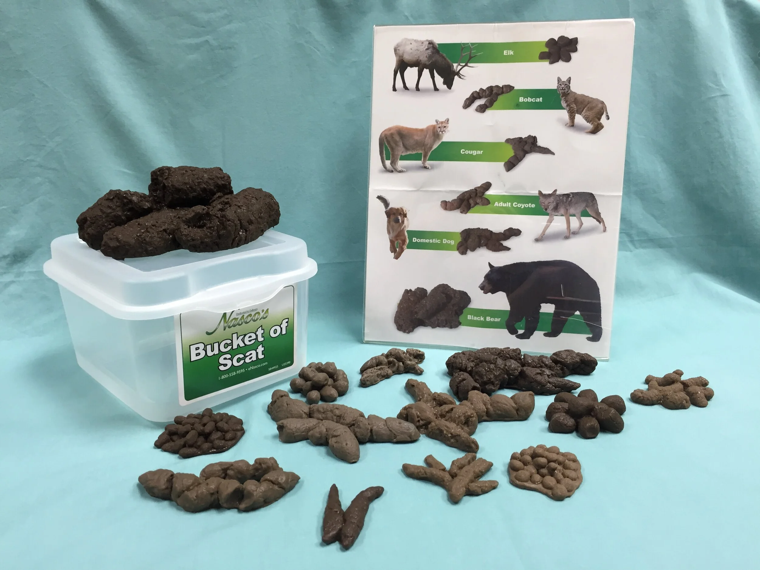 Mammal Scat  (video lesson for kids!)