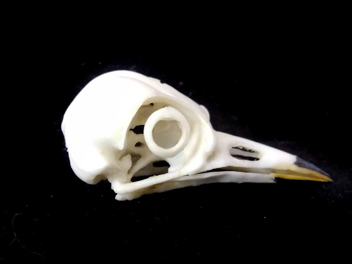Bird Skulls are Cool! — Southern Wisconsin Bird Alliance