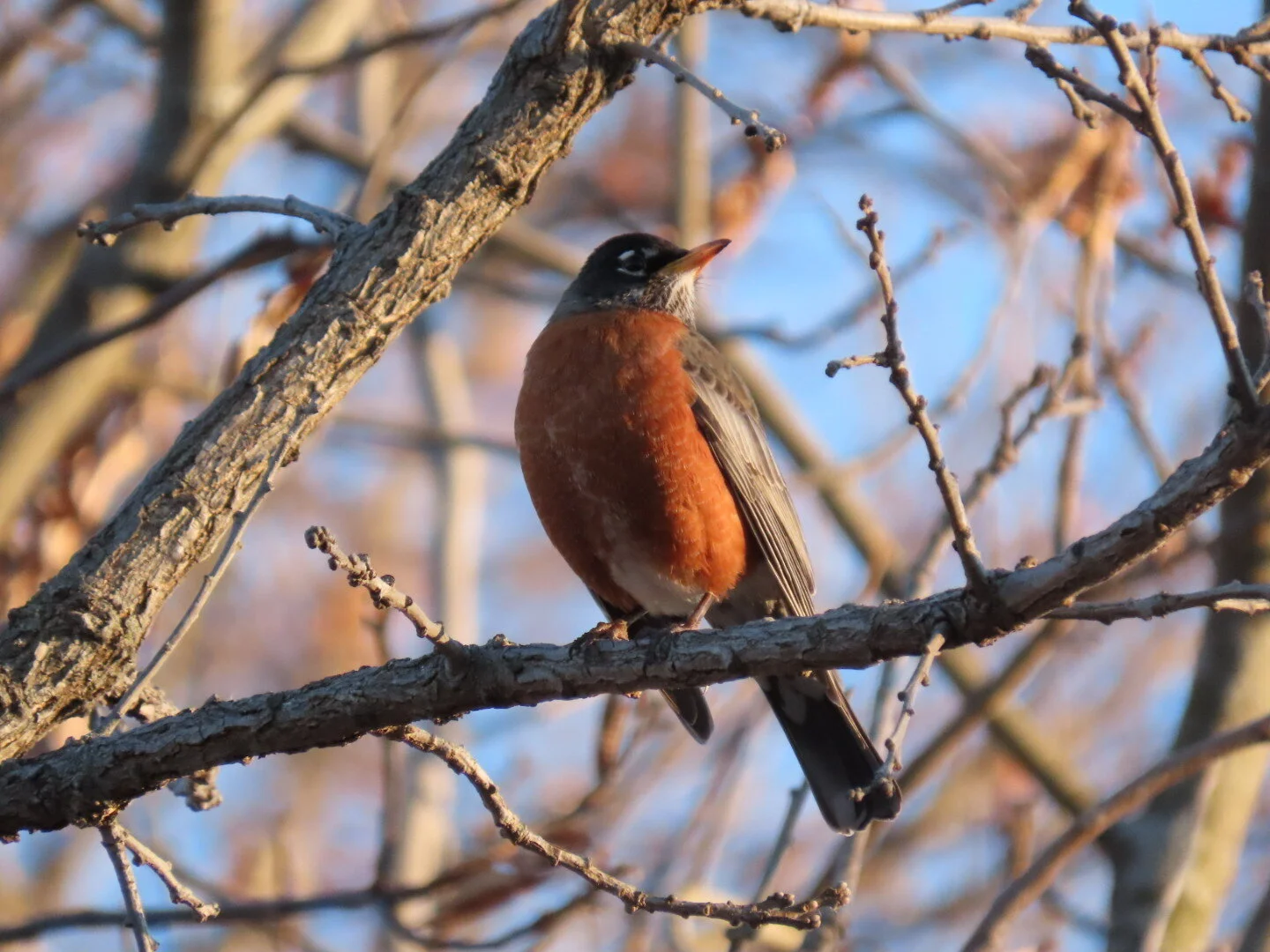 So You Want to be a Birder — Southern Wisconsin Bird Alliance