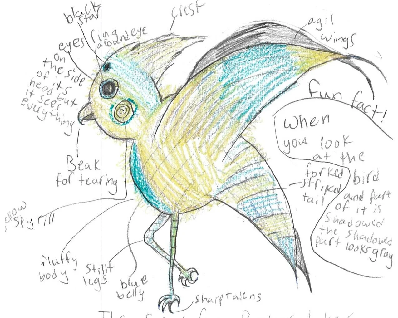 Bird Adaptations & Build-A-Bird (A Video Lesson for Kids)