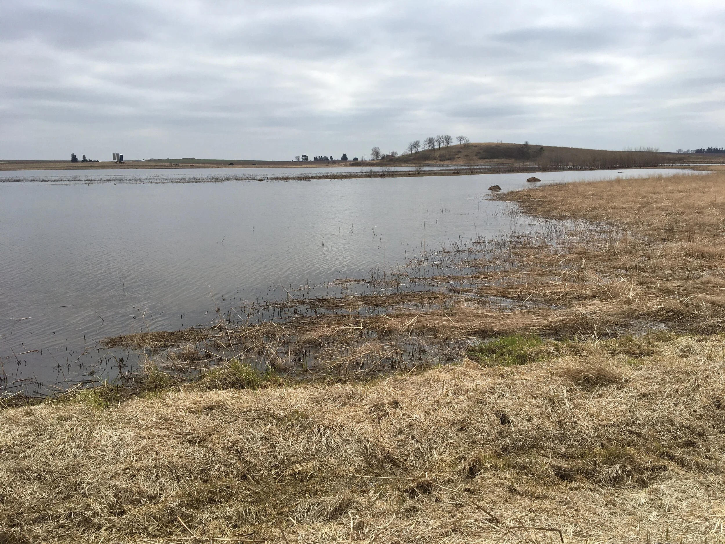 Goose Pond update (Facebook live)