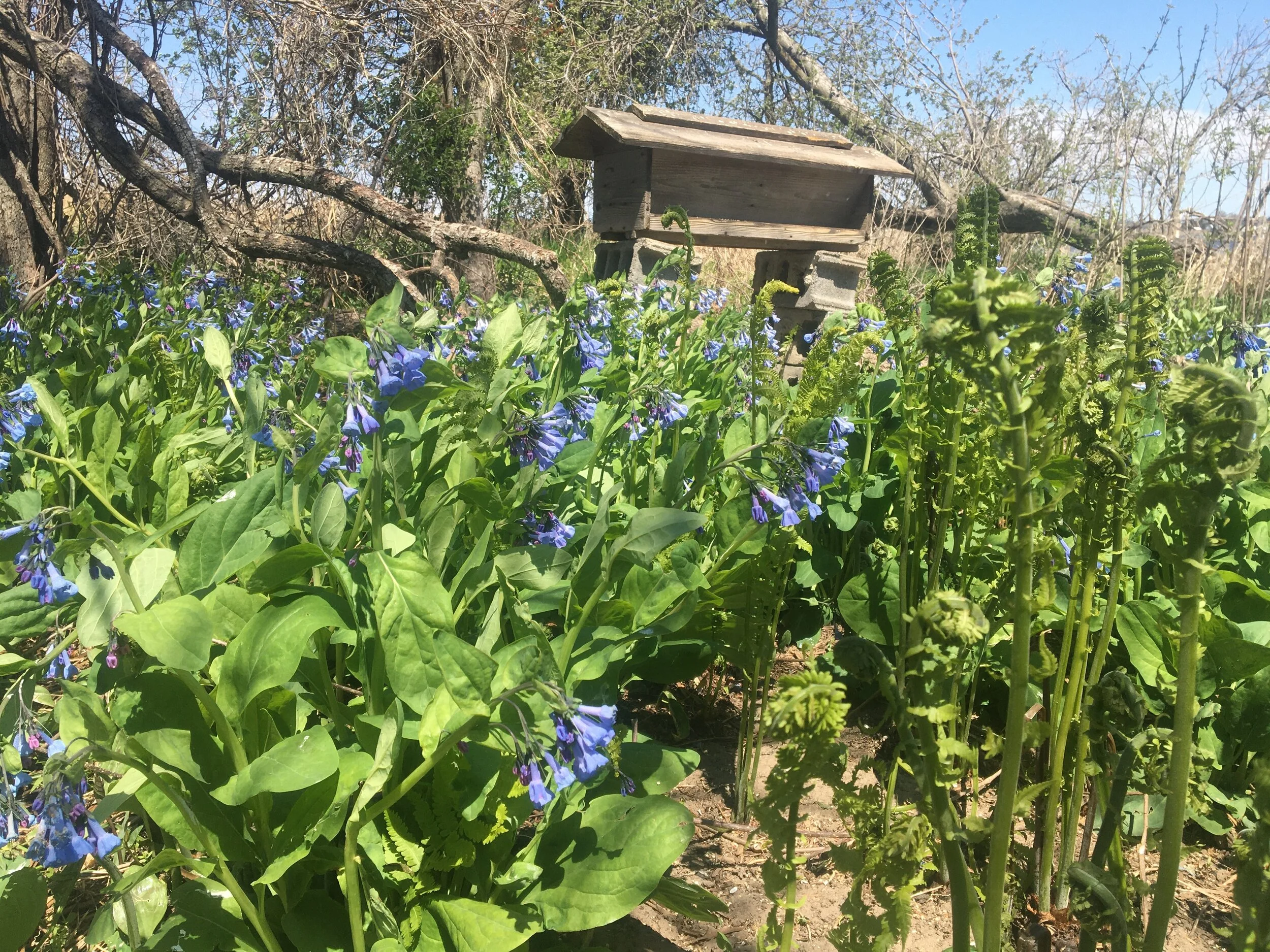 Goose Pond update (Facebook live)