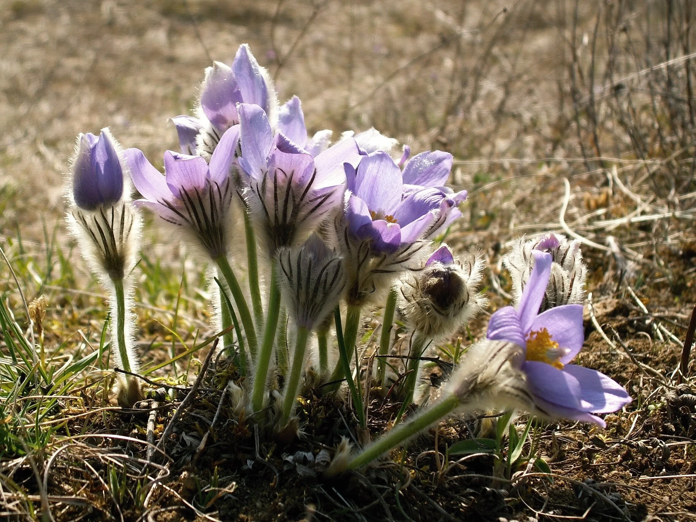 Pasqueflower_VeronikaKocianova_FCC.jpg