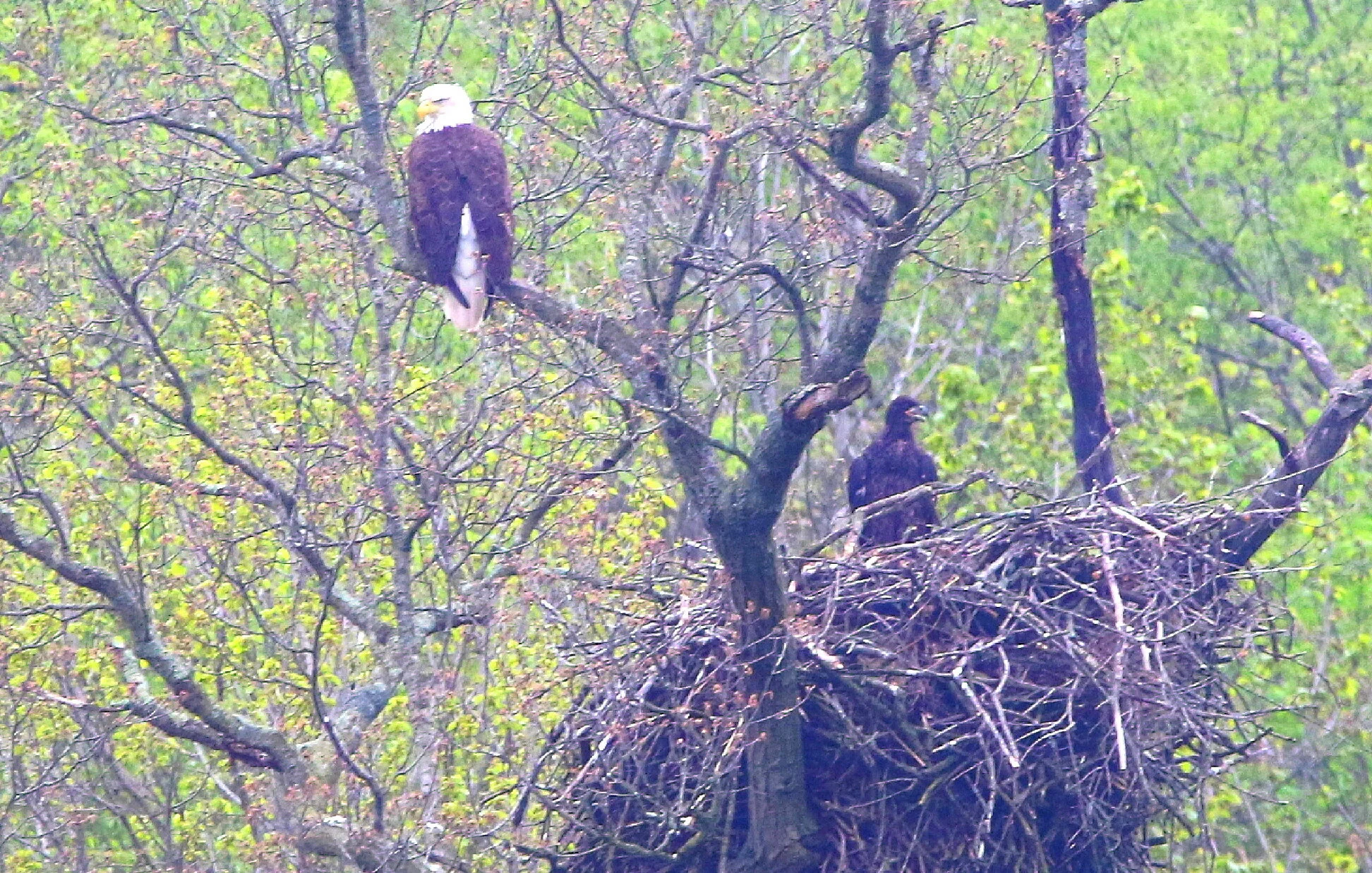 Bald Eagle Nest Watch: Update at a Nest!